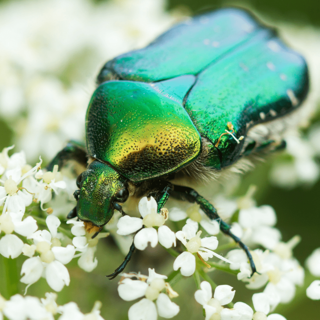 June Bug Spiritual Meaning Discover the Lessons and Insights