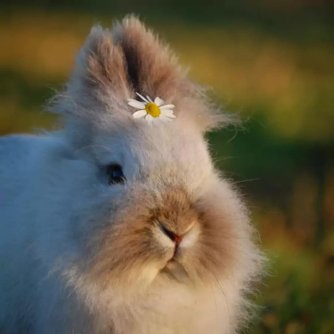Rabbit Crossing Your Path Spiritual Meaning The Spiritual Parrot