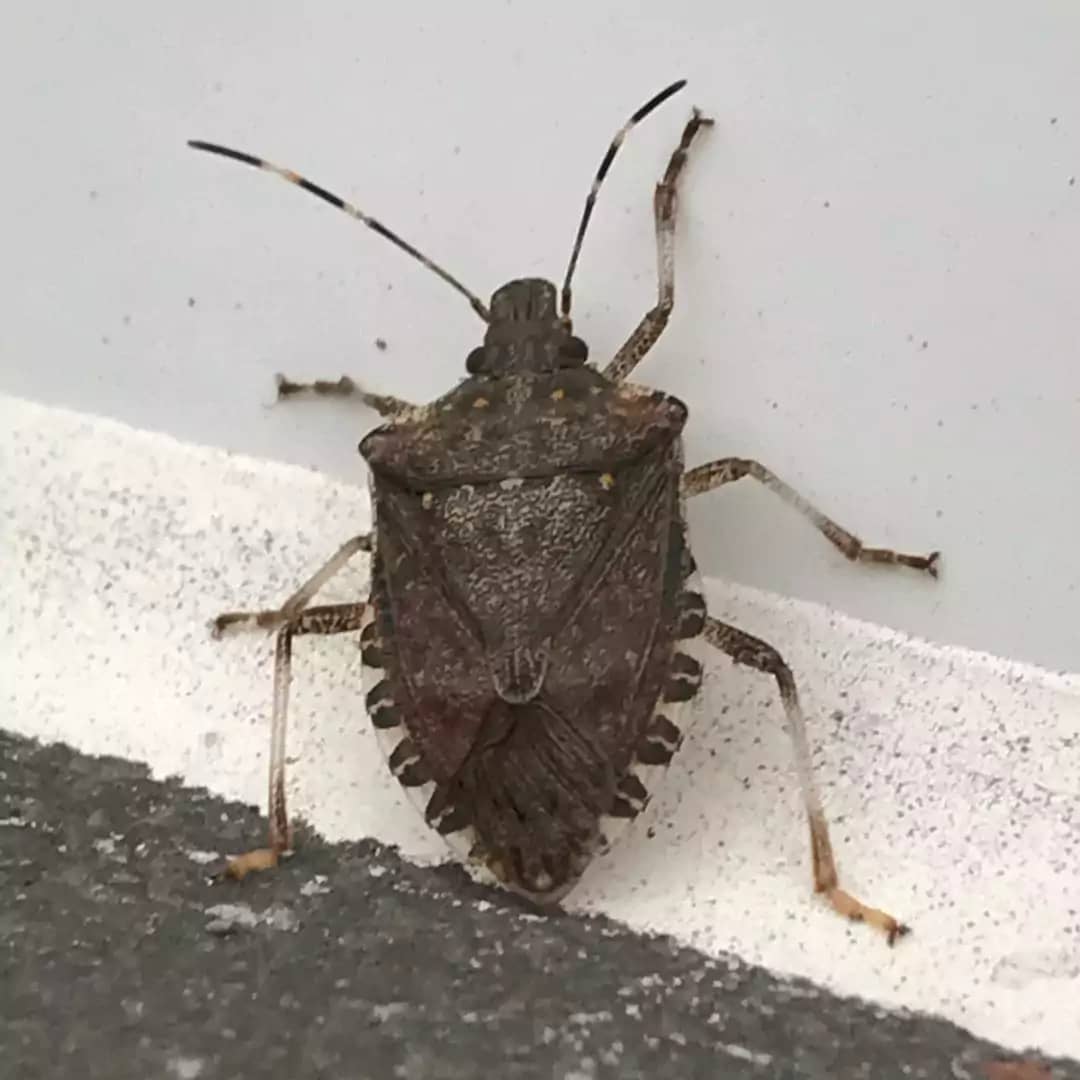 stink-bug-spiritual-meaning-symbolic-significance-of-stink-bugs