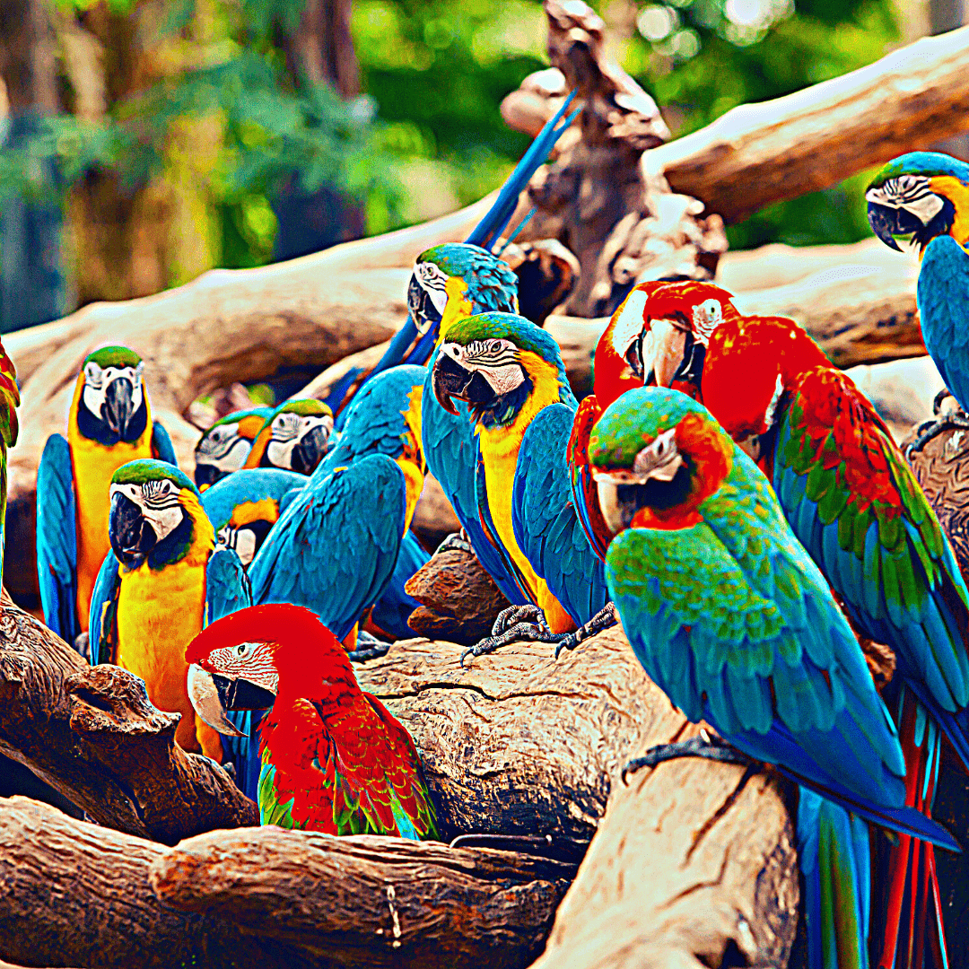 spiritual-meaning-of-a-parrot-symbolism-wisdom-and-connection