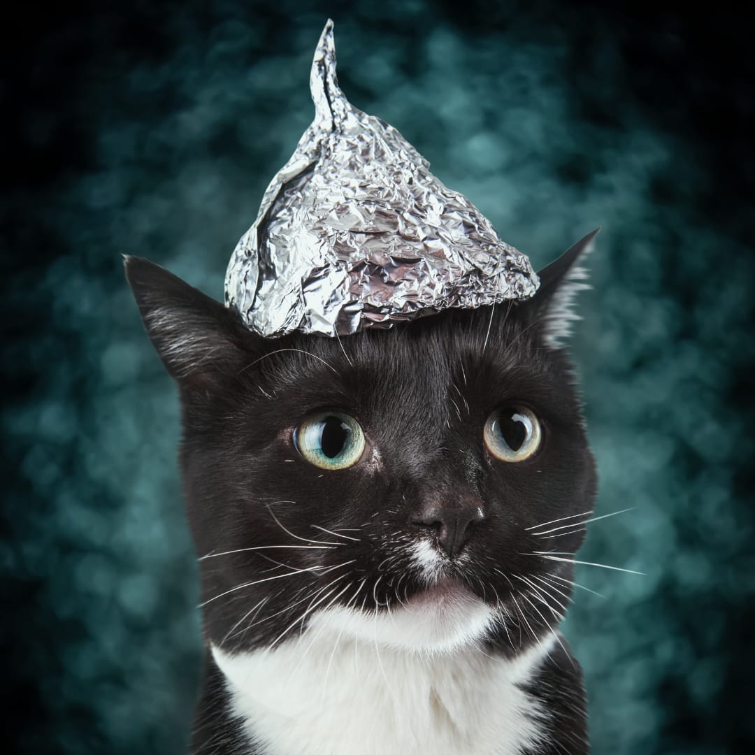 Black and White Cat Spiritual Meaning Explained The Spiritual Parrot